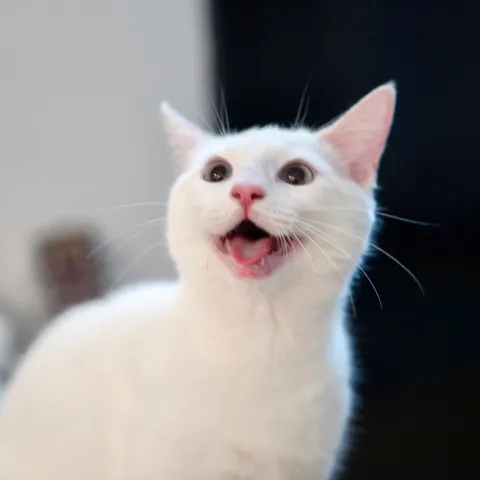 Lychee the cat, mouth open mid-meow